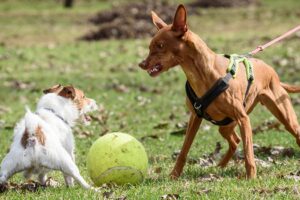 Que faire si votre chien est agressif?