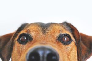 Quelle est la race de chien parfaite pour votre signe du zodiaque?