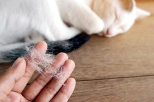 Que faire pour que votre animal ne perde pas autant de poils? 4 astuces qui n'échouent pas