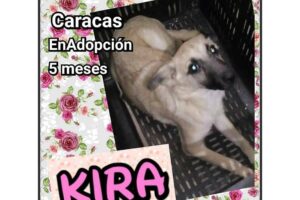 Adoptions de la semaine