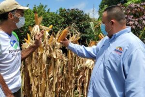 Au Portugal, ils assurent la production avec des bio-intrants et des semences