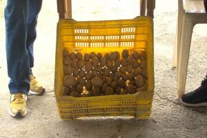 Ils favorisent la plantation de pommes de terre dans les municipalités de la Sierra de Falcón