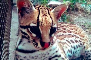 Le parc zoologique et botanique de Bararida a 53 ans