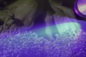 Reactor utilise la lumière ultraviolette pour décontaminer les légumes – Jornal da USP