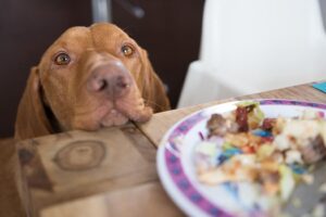 Comment faire en sorte que votre chien cesse de demander de la nourriture?