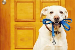 Comment choisir la meilleure laisse pour votre chien?