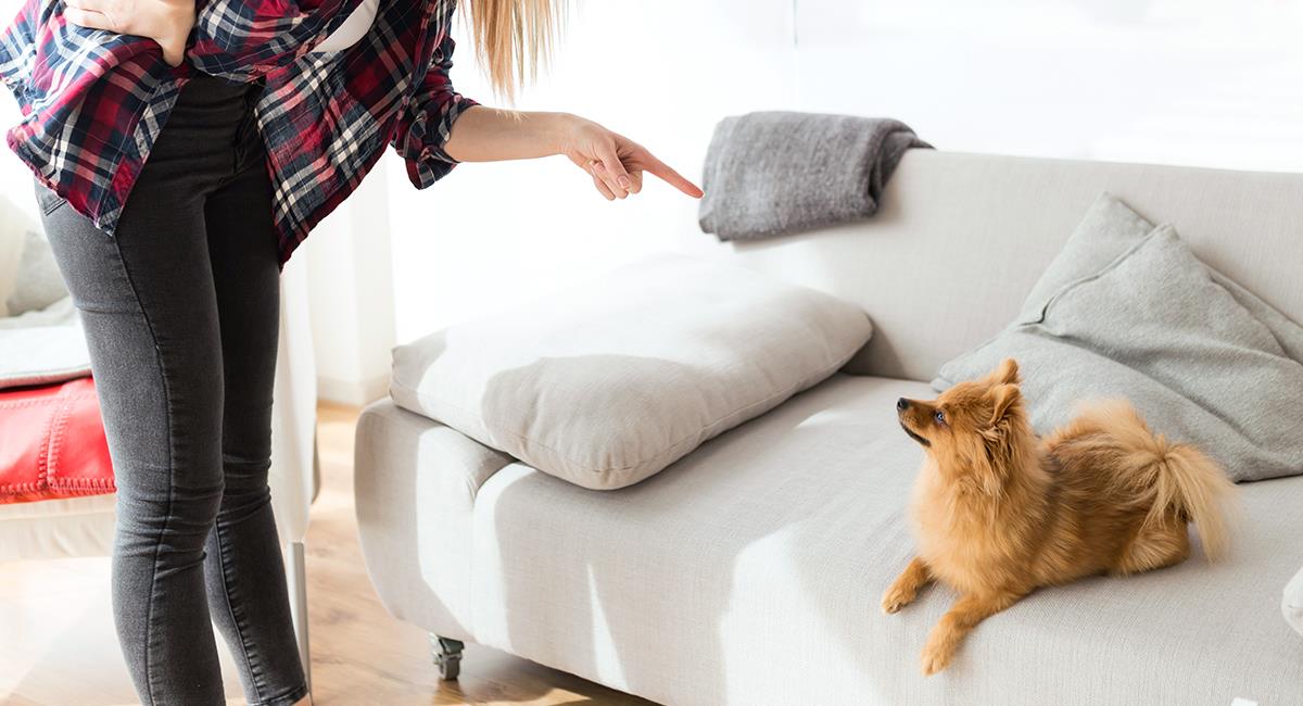 Vous devez utiliser une voix de commande pour que votre chien comprenne ce qui ne va pas. Photo: Shutterstock Vous devez utiliser une voix de commande pour que votre chien comprenne ce qui ne va pas. Photo: Shutterstock