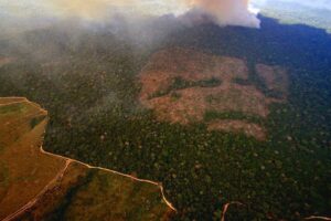 Les entreprises alimentaires accusent l'Angleterre pour des lois plus strictes sur la déforestation