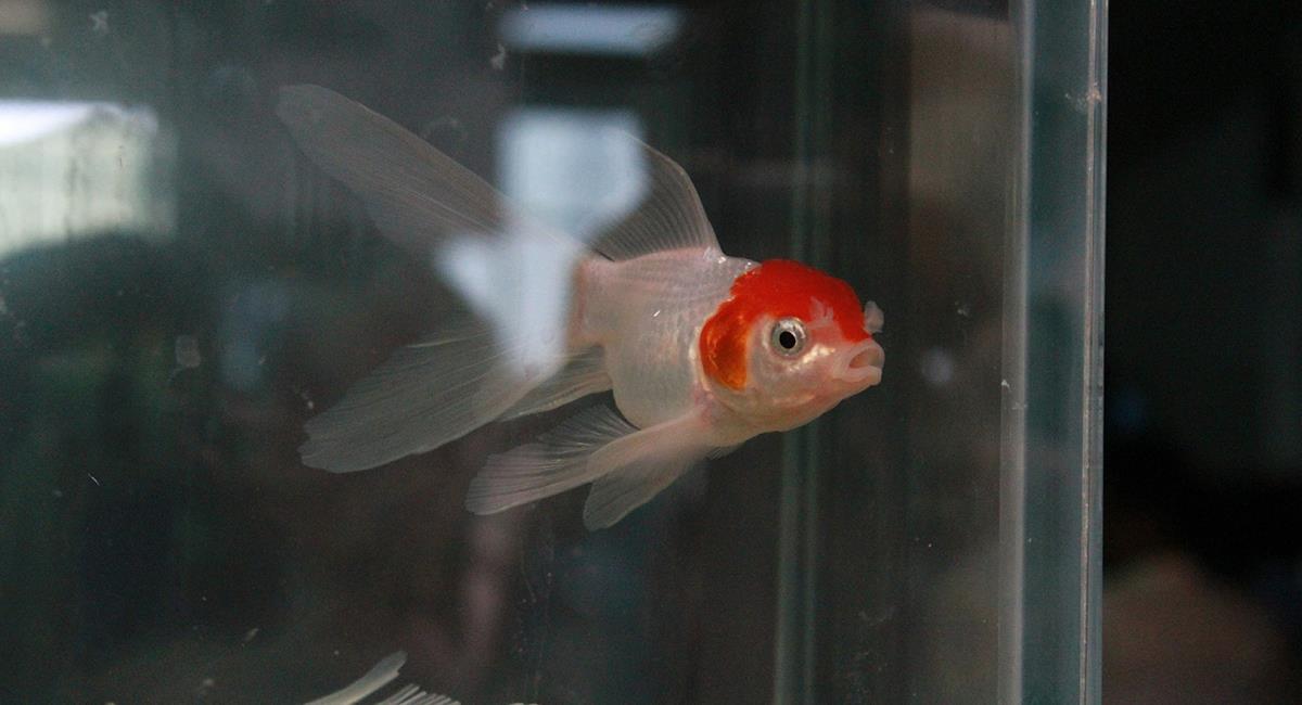 Ce signe est heureux d'apprécier la beauté du poisson dans sa maison. Photo: Pixabay