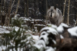 Trump autorise la chasse au loup gris parce qu'il pense qu'il s'agit d'une espèce récupérée