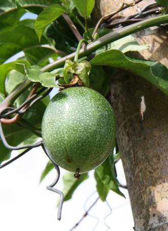 Fruit de la passion - Agrosavia