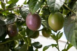 Technologies propres contre la peste des fruits de la passion