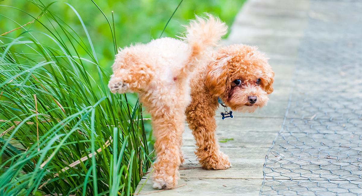 Avec le diabète, votre animal peut uriner plus souvent. Photo: Shutterstock