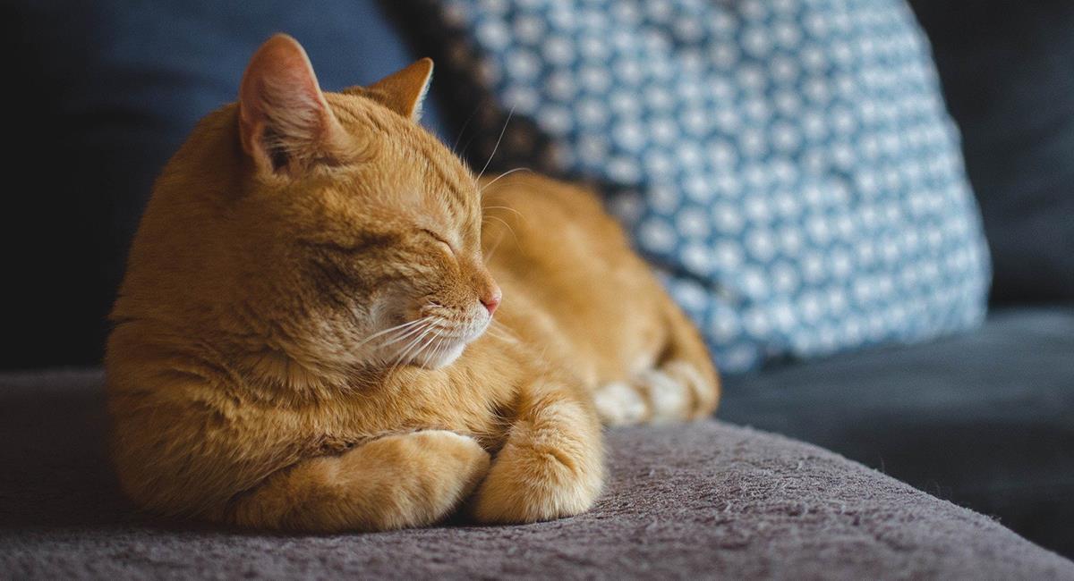 Les chats sont très indépendants et ne nécessitent pas beaucoup d'attention. Photo: Pixabay