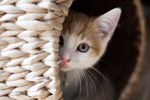Un chat quitte la maison pendant 3 jours et revient avec une dette de poisson