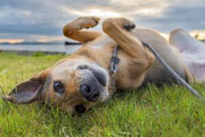Un chien et un groupe de poulets deviennent viraux pour leur amitié particulière