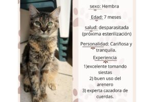 Adoptions de la semaine