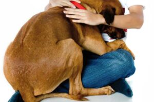 Comment calmer votre animal du bruit des feux d'artifice