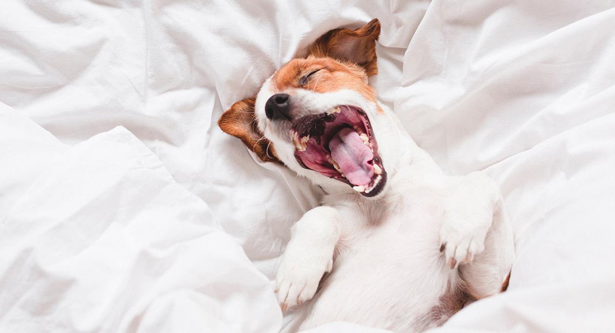 Vous saurez que votre chien rêve car il bouge, grogne et même respire agité. Photo: Shutterstock