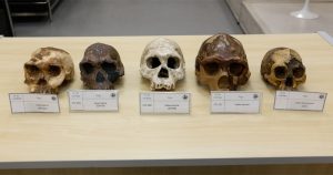 Répliques de cinq crânes anciens appartenant aux espèces Homo habilis, Homo erectus et Homo floresiensis