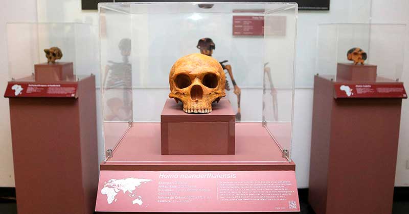 Réplique du crâne d'Homo neanderthalensis sur l'affichage à l'occupation Hominin, dans le hall de l'IEA
