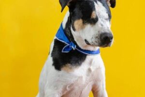 Un homme condamné qui a tiré un pistolet BB sur un chien et l&rsquo;a laissé aveugle