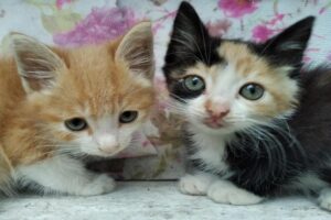 Adoptions de la semaine |  Dernières nouvelles