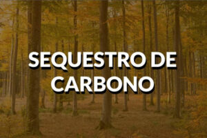 Tout sur les politiques de détournement de carbone!