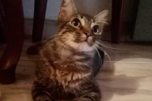 Aujourd&rsquo;hui, nous célébrons la Journée internationale du chat