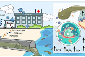 Des fragments de coronavirus dans les eaux usées affectent la faune, selon des tests sur les animaux – Jornal da USP