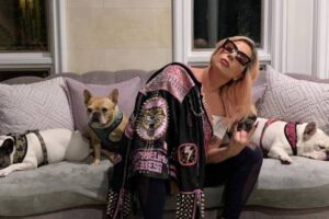 Deux chiens volés à Lady Gaga après avoir tiré sur son marcheur