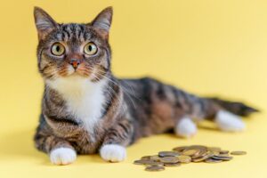 Gato devient viral quand il fait un «tour de magie» avec une pièce de monnaie