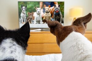 le nouveau Netflix pour chiens qui révolutionne les services de streaming