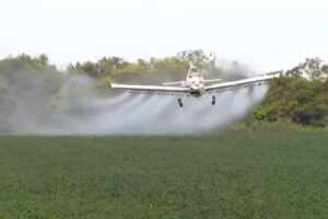 Sans inspection, les pesticides utilisés dans le riz peuvent être contaminés par des agents nocifs pour la santé