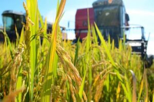 À Monagas, ils préparent la plantation de 30 mille hectares de maïs et de riz