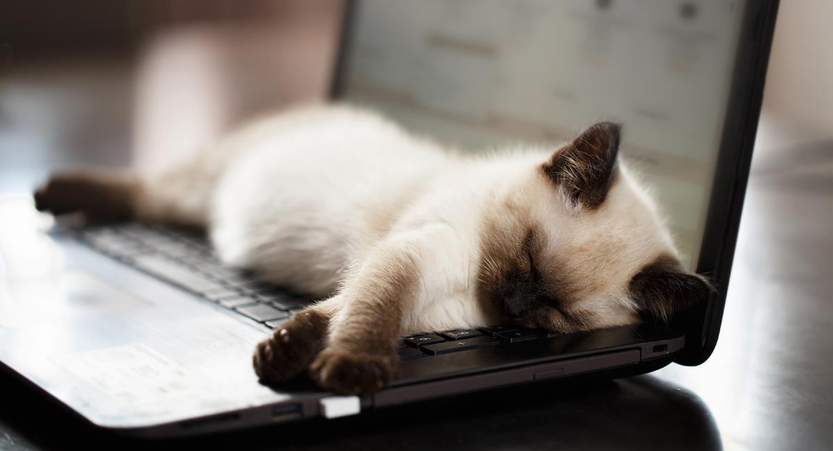 Si vous ne rangez pas l'ordinateur, votre chat pourrait s'allonger dessus.  Photo: Shutterstock