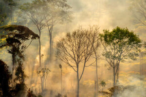 Un événement en ligne débat des conséquences des incendies dans le Pantanal et en Amazonie – Jornal da USP