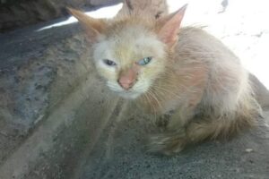 Adoptions de la semaine |  Dernières nouvelles