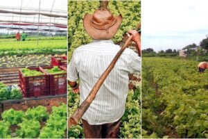 Le gouvernement tente d&rsquo;« invisibiliser  » l&rsquo;agriculture familiale, qui garantit la nourriture dans le pays