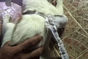 Ils capturent un chat qui a tenté d&rsquo;entrer en prison avec de la drogue au Panama
