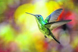 Les enfants qui ont gagné le concours d&rsquo;histoire d&rsquo;oiseaux