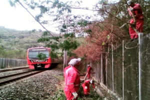 Ce week-end, ils effectueront des travaux de coupe et d&rsquo;élagage au chemin de fer de Tuyero