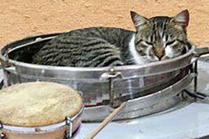 Je suis plus persécuté qu&rsquo;un chat à la veille du carnaval