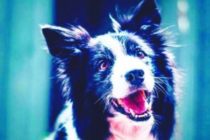 Peggy: une chienne sourde qui réagit aux signes