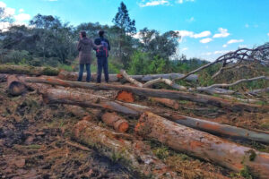 Les supermarchés européens menacent de boycotter le Brésil pour la déforestation – Jornal da USP