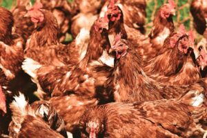400000 poulets abattus pour les barrages routiers
