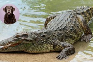 Un homme affronte un alligator pour sauver la vie de son chien