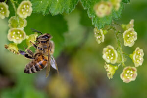 Le changement climatique met la qualité de l&rsquo;agriculture en danger de pollinisation des abeilles – Jornal da USP