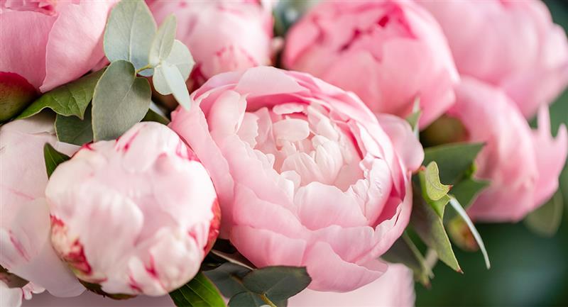 Les pivoines reflètent la loyauté et la douceur des mères de ce signe.  Photo: Shutterstock