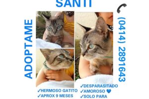 Adoption de la semaine |  Dernières nouvelles